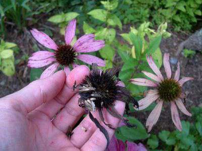 How to save purple coneflower seeds