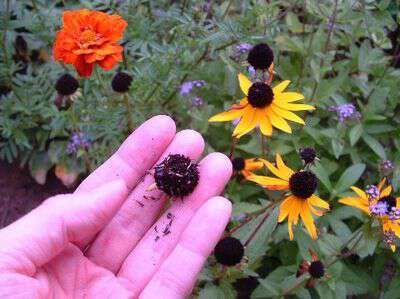 How to save the seeds of black eyed susans