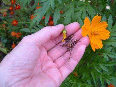 How to save cosmo seeds