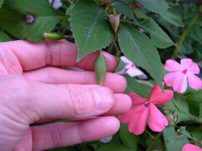 How to save impatient seeds