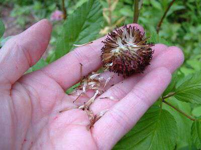 How to save bee balm seeds