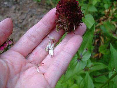 How to save zinna seeds