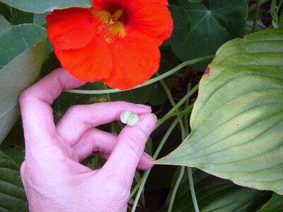 How to save nasturium seeds