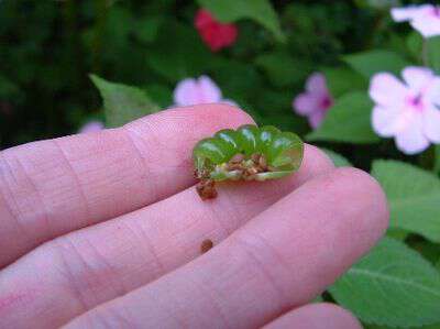 How to save flower seeds
