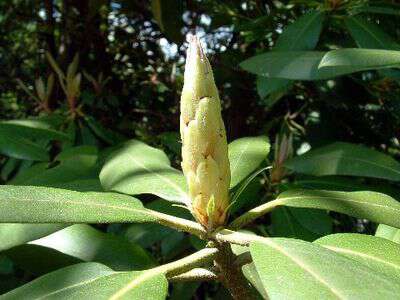 Mountain Laurel or rhododendron