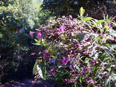 Tall ironweed