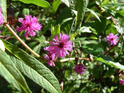 Ironweed last hurrah of summer