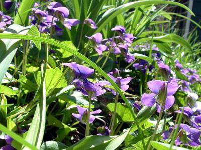 Eating wild violets