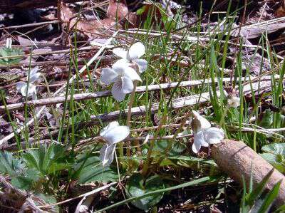 Using violets for medicine
