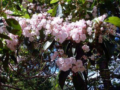Ivy Shrub Blooming