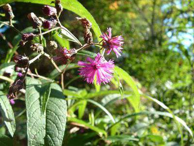 Folklore about ironweed