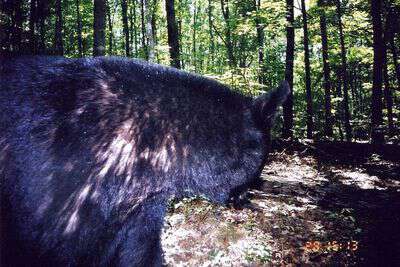 Bear in Western NC