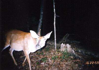 Deer in cherokee co nc