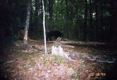 Bear in cherokee co nc