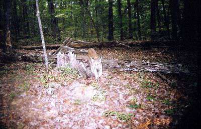 Bobcat in western nc