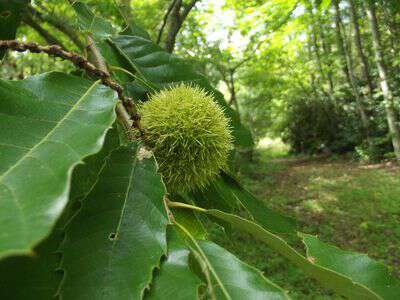 Chinquapin tree