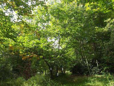 Chinquapin bush