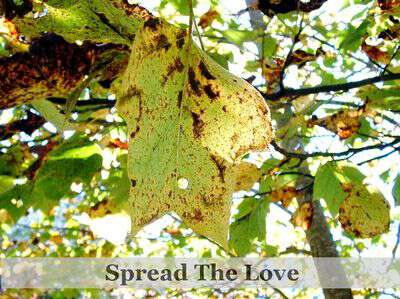 October blog giveaway spread the love