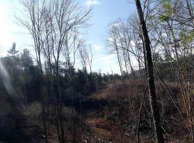 Pine Beetle destruction