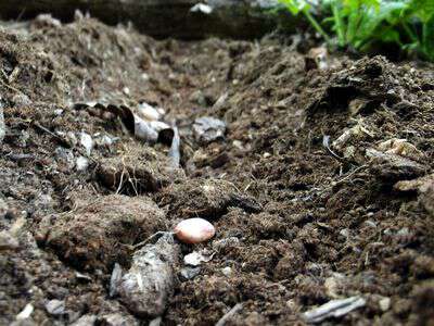Planting by the moon signs test