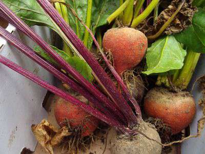 Growing golden detroit beets