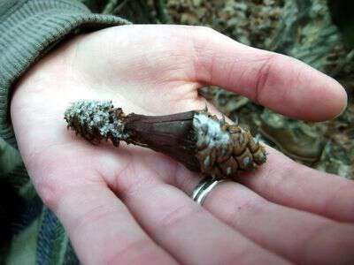 Finding rich pine