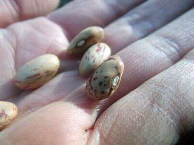 Sow True Seed partners with Blind Pig & the Acorn