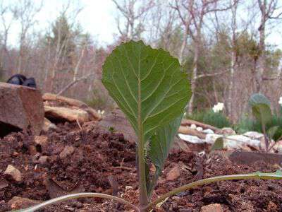 Cabbage plant