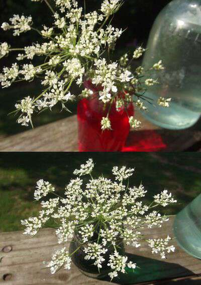 How to dye flowers with food coloring