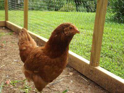 Pretty Polly the chicken
