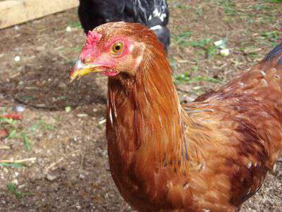 Missy the Chicken