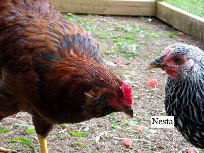 Nesta The Chicken