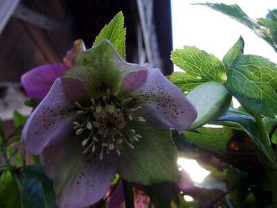 Lenten roses in brasstown