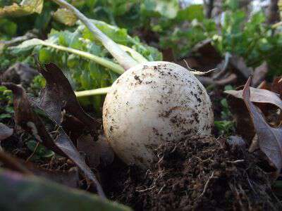 Over wintered turnips