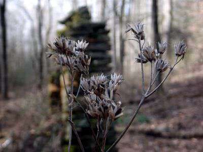 Appalachian grammar