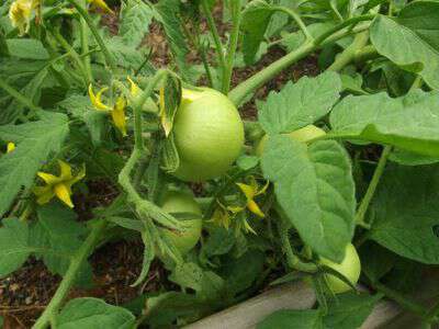 Mountain Princess Tomato
