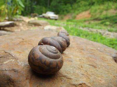 Snails in the garden