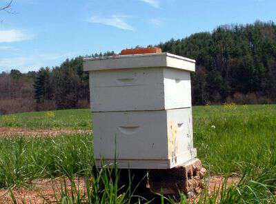 Folklore about bees