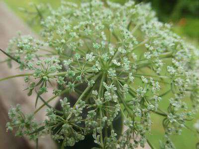 Dying queen anne's lace with food coloring