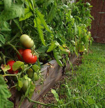Growing mountain princess tomatoes