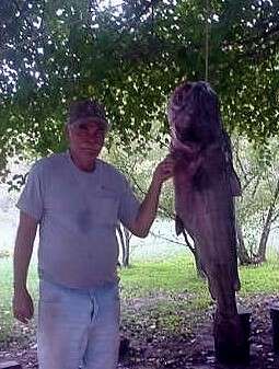 Big catfishA