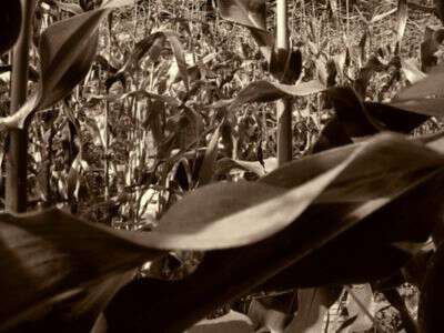 Cornfields in appalachia
