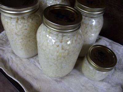 Pickled corn made in the jar