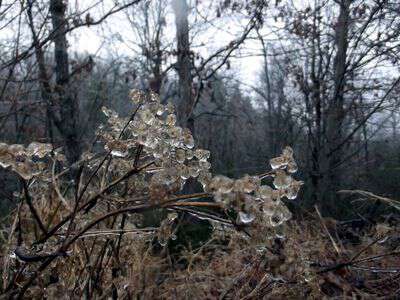 Ice flowers