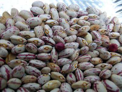 October beans sow true seed