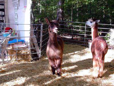 Animals at the jccfs fall festival
