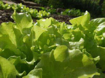 Sow true seed lettuce