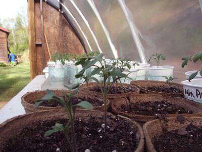 Heirloom tomatoes from sow true seed
