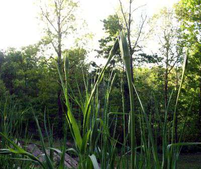 Growing salsify