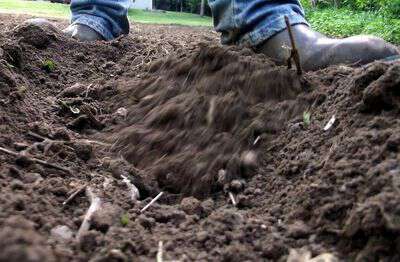 How to plant corn